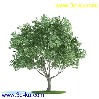 油橄榄,木犀榄,椴树,梨树,柳树,鹅耳枥树,爆竹柳树,植物模型合集的图片