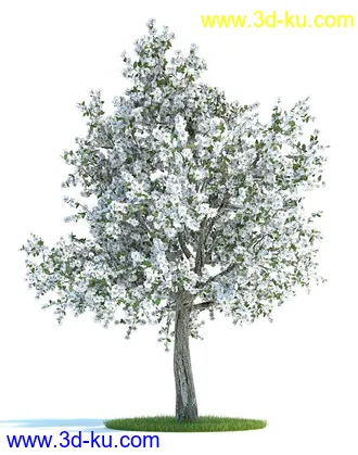 油橄榄,木犀榄,椴树,梨树,柳树,鹅耳枥树,爆竹柳树,植物模型合集的图片