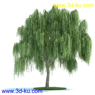 油橄榄,木犀榄,椴树,梨树,柳树,鹅耳枥树,爆竹柳树,植物模型合集的图片