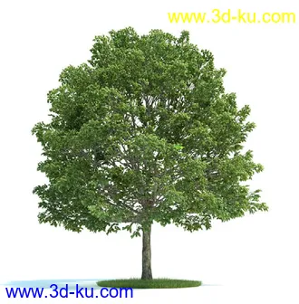 油橄榄,木犀榄,椴树,梨树,柳树,鹅耳枥树,爆竹柳树,植物模型合集的图片
