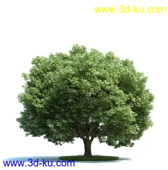 油橄榄,木犀榄,椴树,梨树,柳树,鹅耳枥树,爆竹柳树,植物模型合集的图片