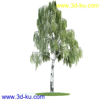 欧洲赤松,桦木树,欧洲云杉,松树,崖柏,柏树,植物模型合集的图片
