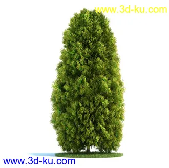 欧洲赤松,桦木树,欧洲云杉,松树,崖柏,柏树,植物模型合集的图片