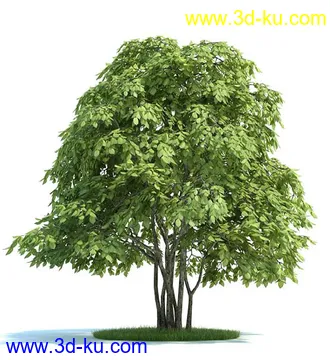 日本槭树,鸡爪槭,花楸树,槟榔树,火炬树,桉树,植物模型合集的图片