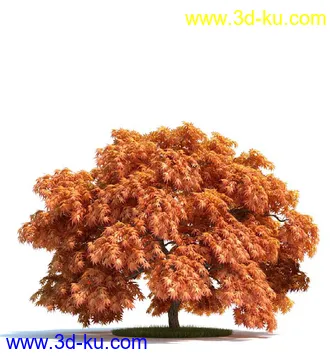 日本槭树,鸡爪槭,花楸树,槟榔树,火炬树,桉树,植物模型合集的图片