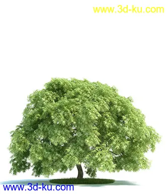 日本槭树,鸡爪槭,花楸树,槟榔树,火炬树,桉树,植物模型合集的图片