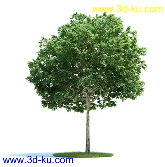 日本槭树,鸡爪槭,花楸树,槟榔树,火炬树,桉树,植物模型合集的图片