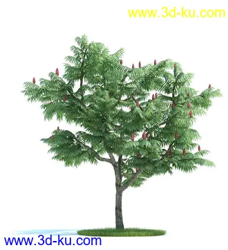 日本槭树,鸡爪槭,花楸树,槟榔树,火炬树,桉树,植物模型合集的图片