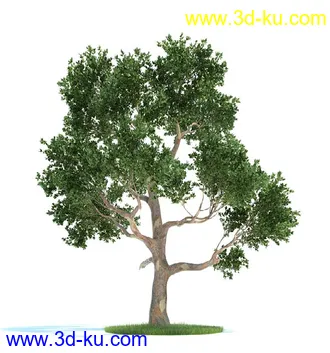 日本槭树,鸡爪槭,花楸树,槟榔树,火炬树,桉树,植物模型合集的图片