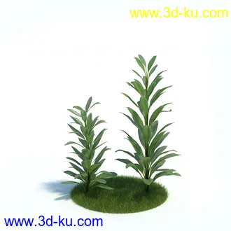 龙舌兰,合欢树,帚石楠,红淡比,朱蕉,澳洲朱蕉,雪叶莲,花树,植物模型合集的图片