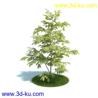 龙舌兰,合欢树,帚石楠,红淡比,朱蕉,澳洲朱蕉,雪叶莲,花树,植物模型合集的图片