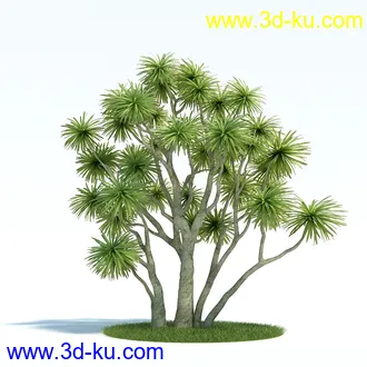 龙舌兰,合欢树,帚石楠,红淡比,朱蕉,澳洲朱蕉,雪叶莲,花树,植物模型合集的图片