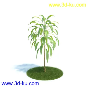 龙舌兰,合欢树,帚石楠,红淡比,朱蕉,澳洲朱蕉,雪叶莲,花树,植物模型合集的图片