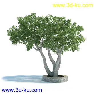 刺桐树,八角金盘,垂叶榕,八仙花,白茅,美国黑核桃,火炬松树,植物模型合集的图片