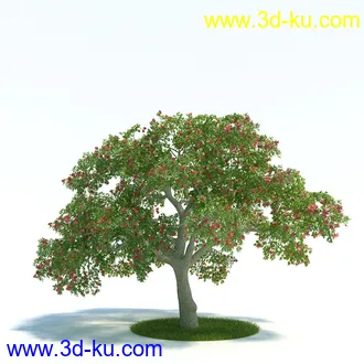 刺桐树,八角金盘,垂叶榕,八仙花,白茅,美国黑核桃,火炬松树,植物模型合集的图片