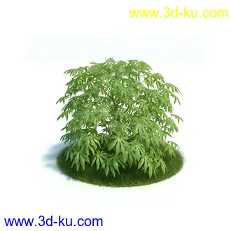 刺桐树,八角金盘,垂叶榕,八仙花,白茅,美国黑核桃,火炬松树,植物模型合集的图片