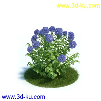 刺桐树,八角金盘,垂叶榕,八仙花,白茅,美国黑核桃,火炬松树,植物模型合集的图片