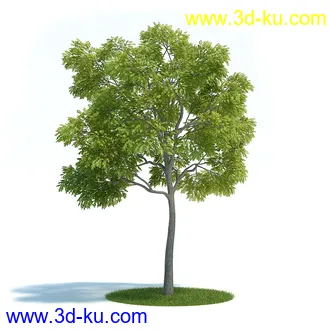 刺桐树,八角金盘,垂叶榕,八仙花,白茅,美国黑核桃,火炬松树,植物模型合集的图片