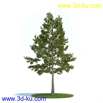 刺桐树,八角金盘,垂叶榕,八仙花,白茅,美国黑核桃,火炬松树,植物模型合集的图片