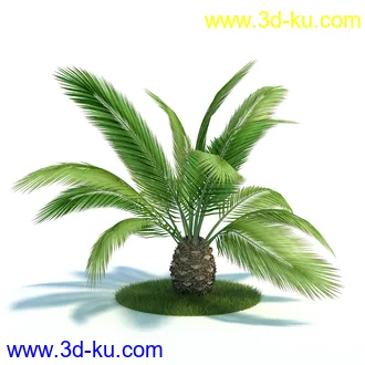 弗吉尼亚木兰,粉黛乱子草,大丛乱子草,朱槿牡丹,加拿利海枣,植物模型合集的图片