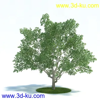 弗吉尼亚木兰,粉黛乱子草,大丛乱子草,朱槿牡丹,加拿利海枣,植物模型合集的图片