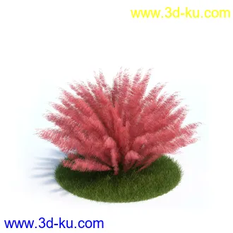 弗吉尼亚木兰,粉黛乱子草,大丛乱子草,朱槿牡丹,加拿利海枣,植物模型合集的图片