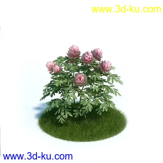 弗吉尼亚木兰,粉黛乱子草,大丛乱子草,朱槿牡丹,加拿利海枣,植物模型合集的图片