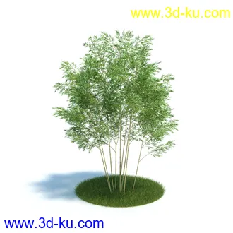 黄槽竹,悬铃木树,法国梧桐,檫木树,巴西胡椒木,绣线菊花,植物模型合集的图片