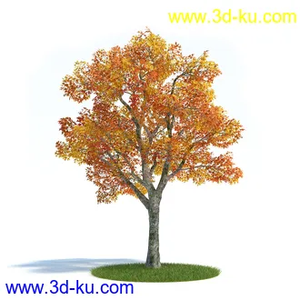 黄槽竹,悬铃木树,法国梧桐,檫木树,巴西胡椒木,绣线菊花,植物模型合集的图片3