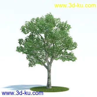 黄槽竹,悬铃木树,法国梧桐,檫木树,巴西胡椒木,绣线菊花,植物模型合集的图片4