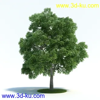 黄槽竹,悬铃木树,法国梧桐,檫木树,巴西胡椒木,绣线菊花,植物模型合集的图片5