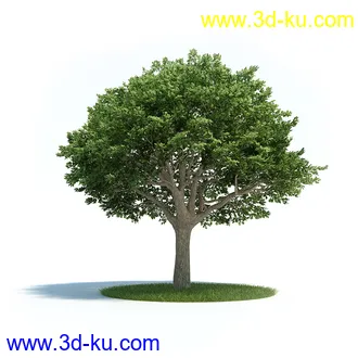 黄槽竹,悬铃木树,法国梧桐,檫木树,巴西胡椒木,绣线菊花,植物模型合集的图片6