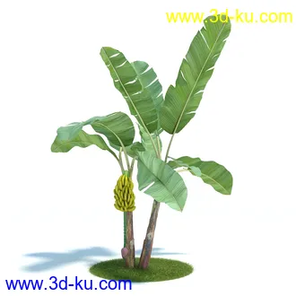 金合欢树,羊茅草,凤梨,龙舌兰,芦荟,罗汉竹,小果野蕉树,香蕉树,植物模型合集的图片