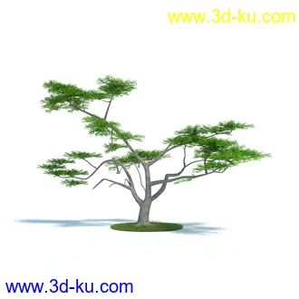 金合欢树,羊茅草,凤梨,龙舌兰,芦荟,罗汉竹,小果野蕉树,香蕉树,植物模型合集的图片