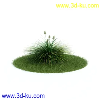 金合欢树,羊茅草,凤梨,龙舌兰,芦荟,罗汉竹,小果野蕉树,香蕉树,植物模型合集的图片