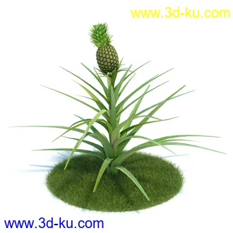 金合欢树,羊茅草,凤梨,龙舌兰,芦荟,罗汉竹,小果野蕉树,香蕉树,植物模型合集的图片