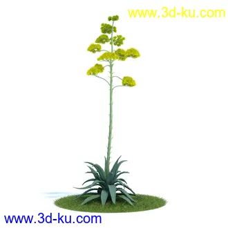 金合欢树,羊茅草,凤梨,龙舌兰,芦荟,罗汉竹,小果野蕉树,香蕉树,植物模型合集的图片