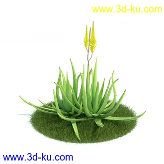 金合欢树,羊茅草,凤梨,龙舌兰,芦荟,罗汉竹,小果野蕉树,香蕉树,植物模型合集的图片