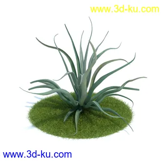 金合欢树,羊茅草,凤梨,龙舌兰,芦荟,罗汉竹,小果野蕉树,香蕉树,植物模型合集的图片