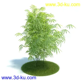 金合欢树,羊茅草,凤梨,龙舌兰,芦荟,罗汉竹,小果野蕉树,香蕉树,植物模型合集的图片