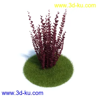 金琥,仙人球模型,鹿角柱,小檗属,无花果,油橄榄,橙树,黄花风铃木,植物模型合集的图片