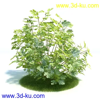 金琥,仙人球模型,鹿角柱,小檗属,无花果,油橄榄,橙树,黄花风铃木,植物模型合集的图片