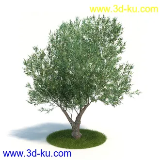 金琥,仙人球模型,鹿角柱,小檗属,无花果,油橄榄,橙树,黄花风铃木,植物模型合集的图片