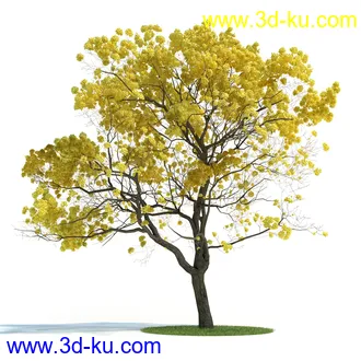 金琥,仙人球模型,鹿角柱,小檗属,无花果,油橄榄,橙树,黄花风铃木,植物模型合集的图片