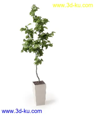 盆景模型,盆栽模型,鲜花,花草,室内盆景,景观植物,花瓶,花盆,植物模型合集的图片