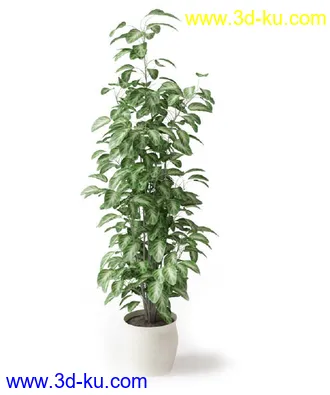 盆景模型,盆栽模型,鲜花,花草,室内盆景,景观植物,花瓶,花盆,植物模型合集的图片