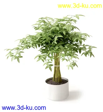 盆景模型,盆栽模型,鲜花,花草,室内盆景,景观植物,花瓶,花盆,植物模型合集的图片