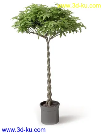 盆景模型,盆栽模型,鲜花,花草,室内盆景,景观植物,花瓶,花盆,植物模型合集的图片