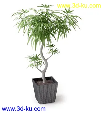 盆景模型,盆栽模型,鲜花,花草,室内盆景,景观植物,花瓶,花盆,植物模型合集的图片