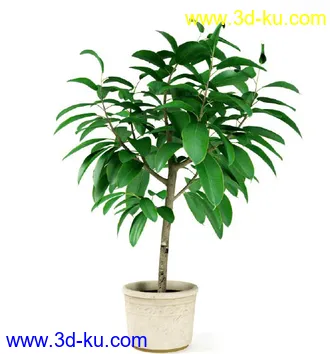 花草树模型,盆栽模型,盆景模型,花瓶,花盆,植物模型共65个的图片10